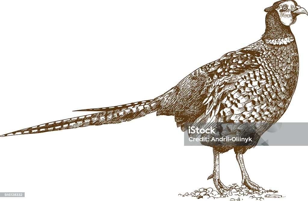 engraving illustration of pheasant Vector antique engraving illustration of pheasant isolated on white background Pheasant - Bird stock vector