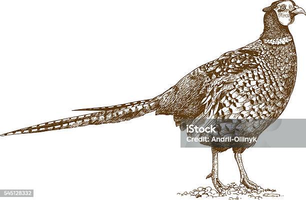 Engraving Illustration Of Pheasant Stock Illustration - Download Image Now - Pheasant - Bird, Illustration, Hunting - Sport