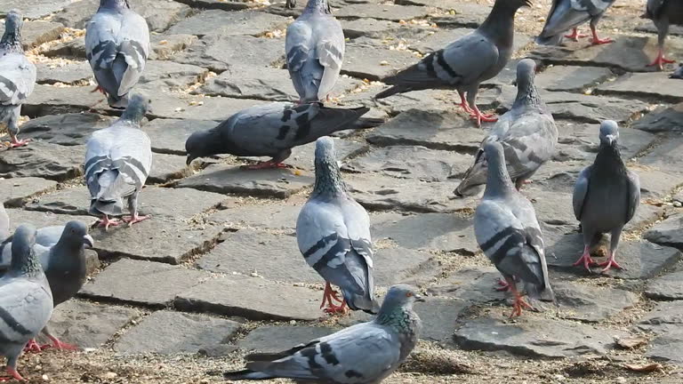 Pigeons in Delhi