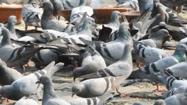 Pigeons in Delhi