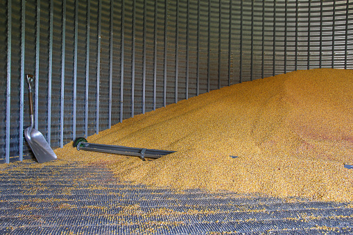 Grain bin half filled with corn.