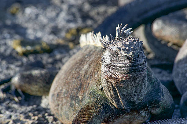 istock Galapagos Marine Iguana Close-Up 545240390