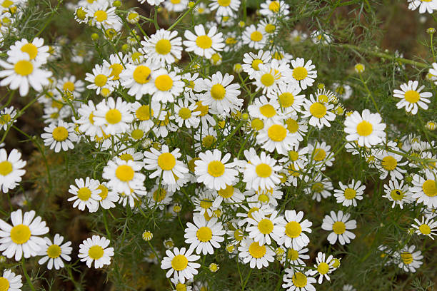 istock German tea chamomila (Chamomilla recutita) flowers on meadow 545241530