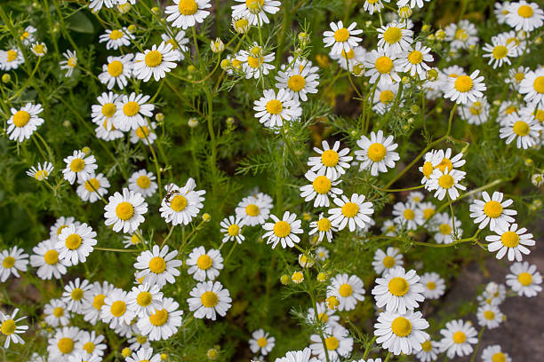 istock German tea chamomila (Chamomilla recutita) flowers on meadow 545241700