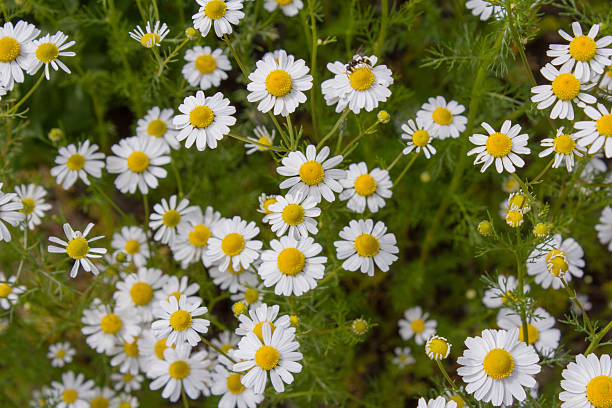 istock German tea chamomila (Chamomilla recutita) flowers on meadow 545241856