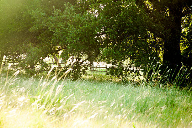 Nature background.  Tall grasses in backlit pasture with sun flares.