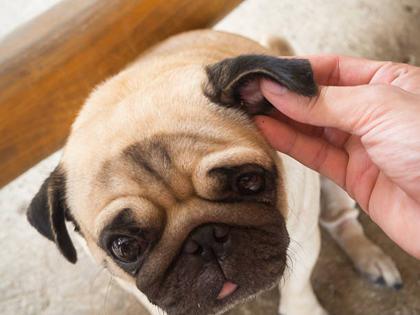 istock human use hands to remove dog adult tick 545241972