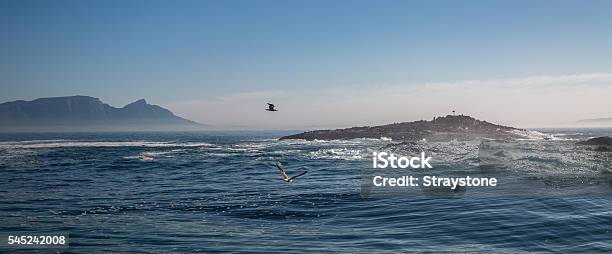 Seal Island And Table Mountain Stock Photo - Download Image Now - Africa, Animal Wildlife, Breaking Wave