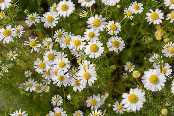 camomila de chá alemã (chamomilla recutita) flores no prado - german chamomile fotos - fotografias e filmes do acervo