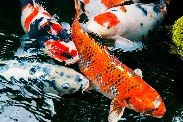 colorido carpa nadando no tradicional japonês koi lago quioto japão - carpa espelho imagens e fotografias de stock