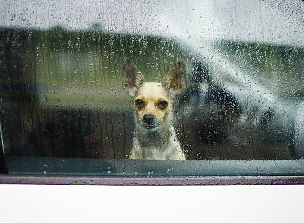 istock little dog looking through car window on a rainy day 545243272