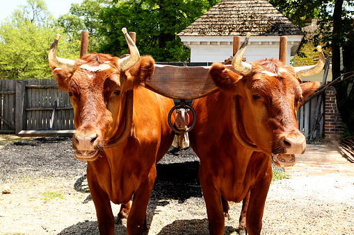 Oxen Pictures | Download Free Images on Unsplash