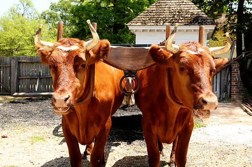 Two Oxen ready for work.