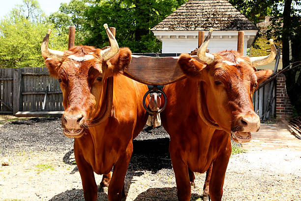 Farm Animals Two Oxen ready for work. yoke stock pictures, royalty-free photos & images
