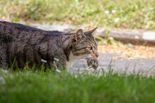 istock Cat with dead mouse in mouth, Hunting Animal 545243886
