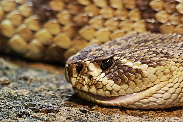 serpente a sonagli  - snake biting animal mouth fang foto e immagini stock