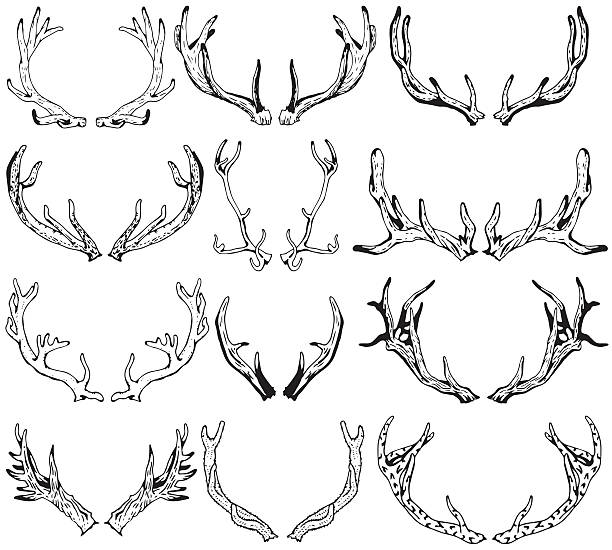 ilustraciones, imágenes clip art, dibujos animados e iconos de stock de siluetas negras de diferentes cuernos de ciervo. ilustración dibujada a mano. - stags horn