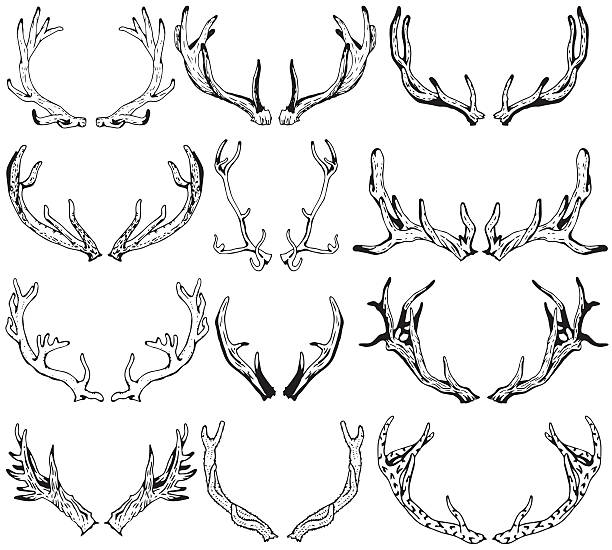 異なる鹿の角の黒いシルエット。手描きのイラスト。 - stags horn点のイラスト素材／クリップアート素材／マンガ素材／アイコン素材