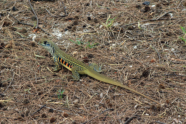 istock Common Butterfly Lizard, Thailand. Camouflaged 545246174