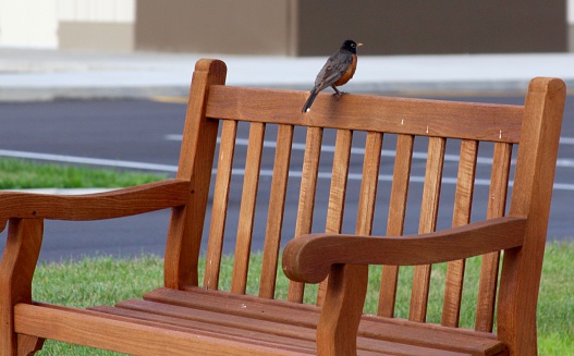 A bird perched on the back of the park bench.