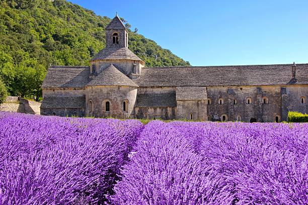 abadía de senanque detrás de campos de lavanda, provenza, francia - senanque fotografías e imágenes de stock