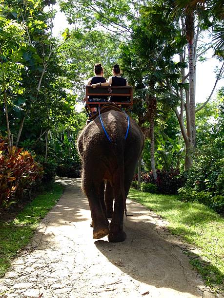 istock Rear View Elephant trekking in Bali 545248358