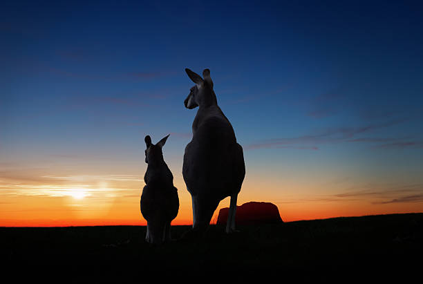 australische sonnenuntergang - kangaroo outback australia sunset stock-fotos und bilder