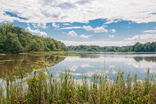 Reflections of blue sky and clouds on Lay Lake with cat tails.