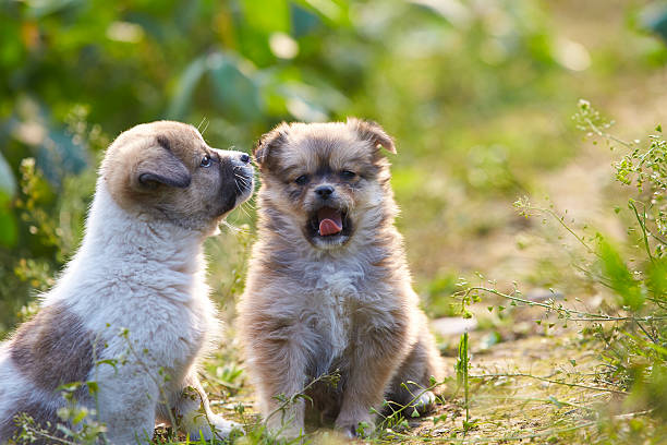 istock Two lovely puppy playing outdoor 545249034