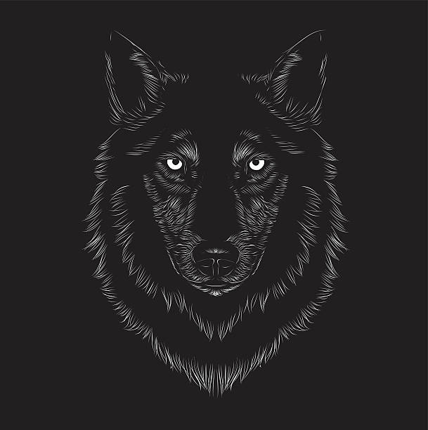 Wolf face Wolf face, animal face, seriousness, serious, beast, werewolf, night, stare, staring, long fur, fur, dog, black, carnivorous, wild, t-shirt printing, eyes, native, wolves, ferocious, voracious, evil, mean, fear, devour, greedily, avid, hungry, hunter, chaser, hunting,  mean dog stock illustrations