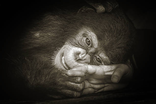 istock Soft focus baby monkey feel lonesome on black background 545250654