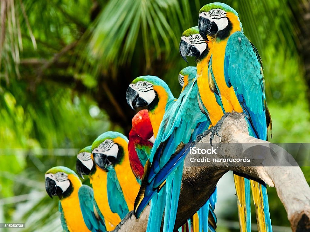 Beautiful Birds The most beautiful and beautiful parrots of nature, a conbinacion of colors, forming a rainbow Beauty Stock Photo