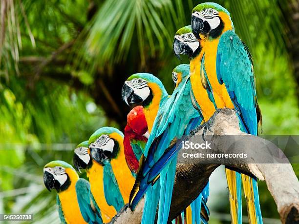 Beautiful Birds Stock Photo - Download Image Now - Beauty, Beauty In Nature, Bird