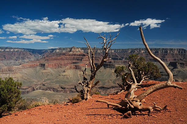 istock Along the South Kaibab Trail 545251242