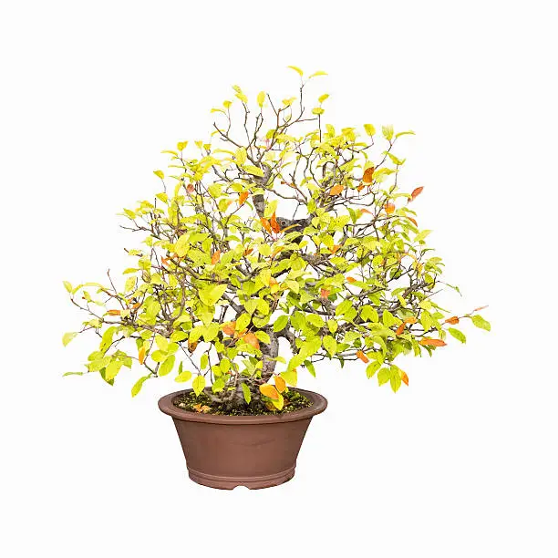 bonsai tree of crabapple isolated on a white background