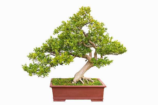 istock green bonsai tree of chinese littleleaf box 545252286