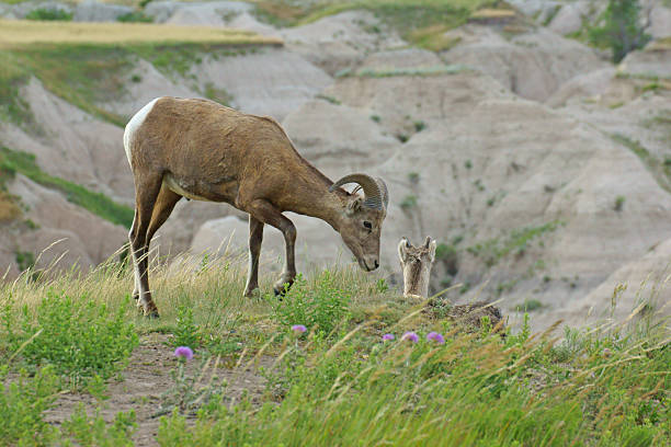 istock Bighorn sheep at cliff at Badlands 545252612