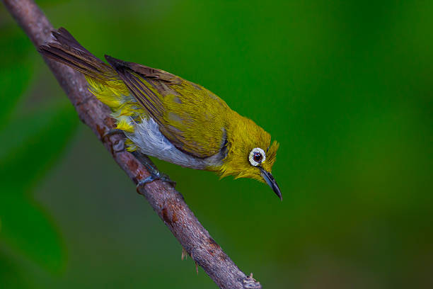 istock Close up of Oriental White-eye 545252740