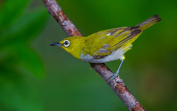 Close up of Oriental White-eye
