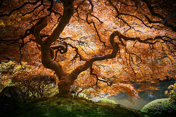 istock Under the Bonsai Umbrella 545252810
