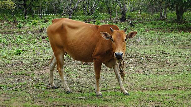 istock Young brown cow standing on meadow 545252872