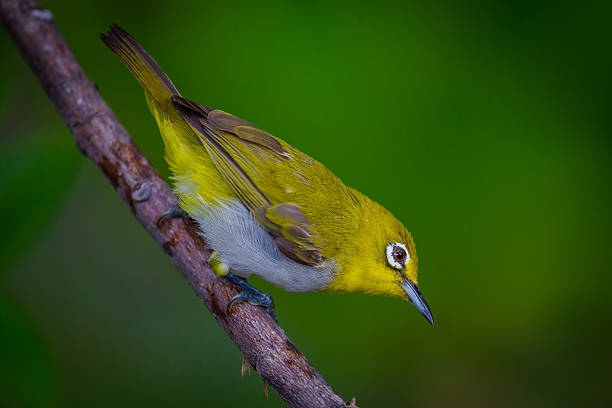 istock Close up of Oriental White-eye 545253412