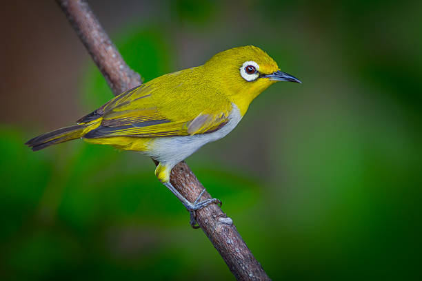 istock Close up of Oriental White-eye 545253484