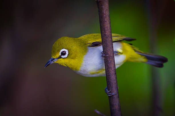 istock Close up of Oriental White-eye 545253514