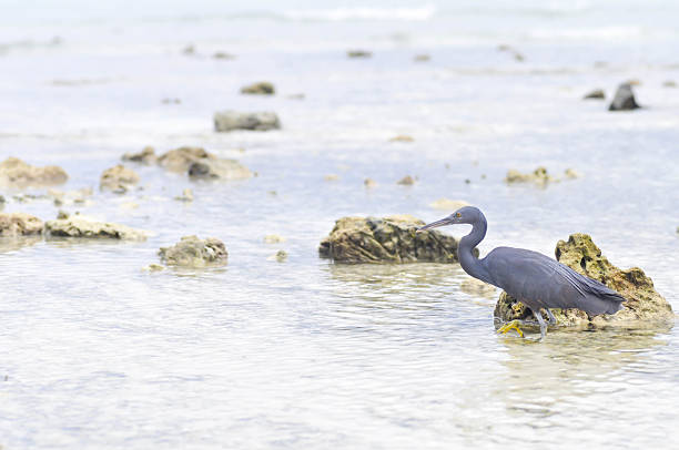 istock Pacific Reef Egret or Egretta sacra bird 545253550