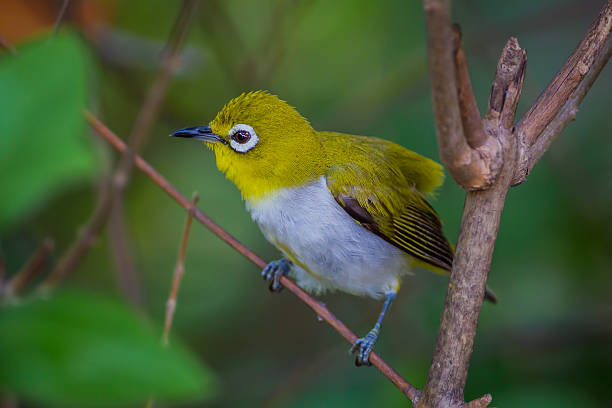 istock Close up of Oriental White-eye 545253742