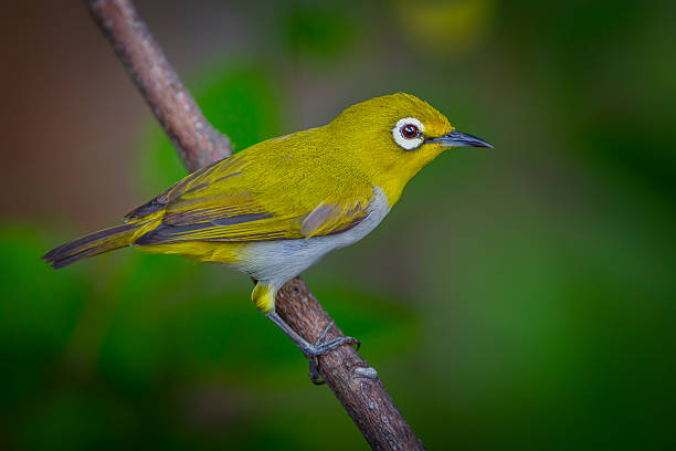 istock Close up of Oriental White-eye 545253812