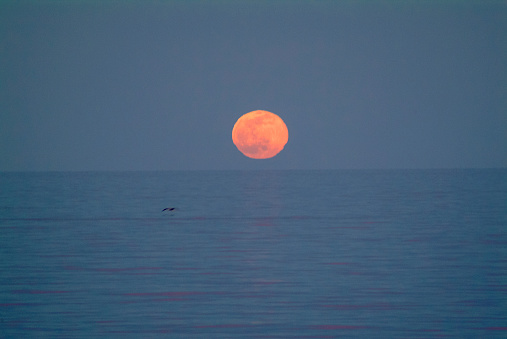 Lone pelican and a full moon rising over the Sea of Cortez. Baja California Sur, Mexico.