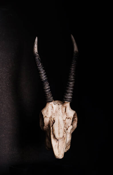 istock Low key, Skull of goat on black background, front view 545254050