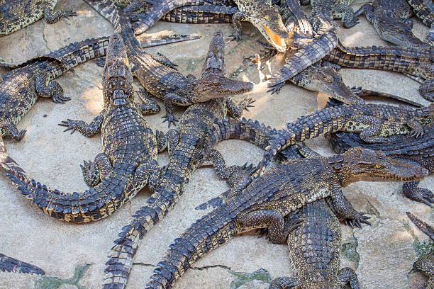 istock Lot of crocodile on the floor 545255356
